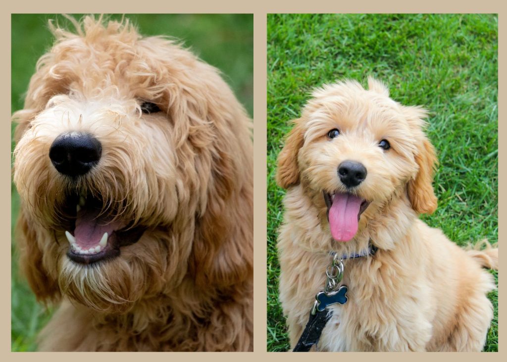 labradoodle and goldendoodle