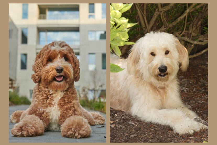 Difference between Labradoodle and Goldendoodle