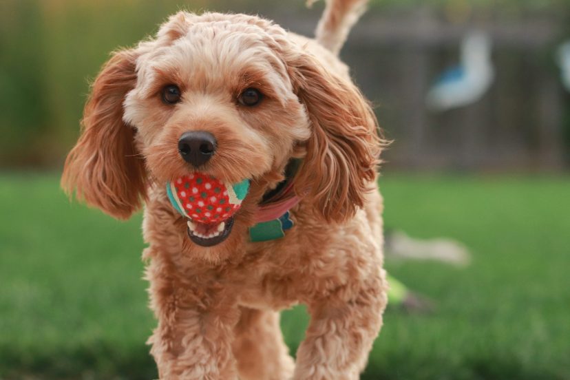 how much exercise does a goldendoodle need