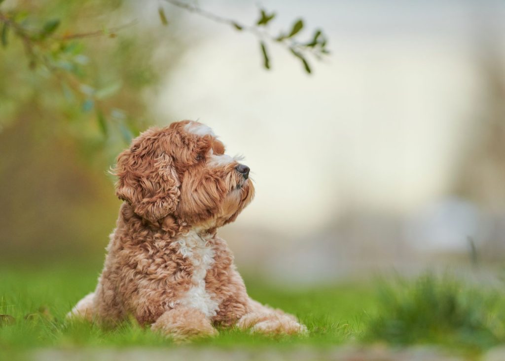 Finding an F1 Labradoodle Puppy