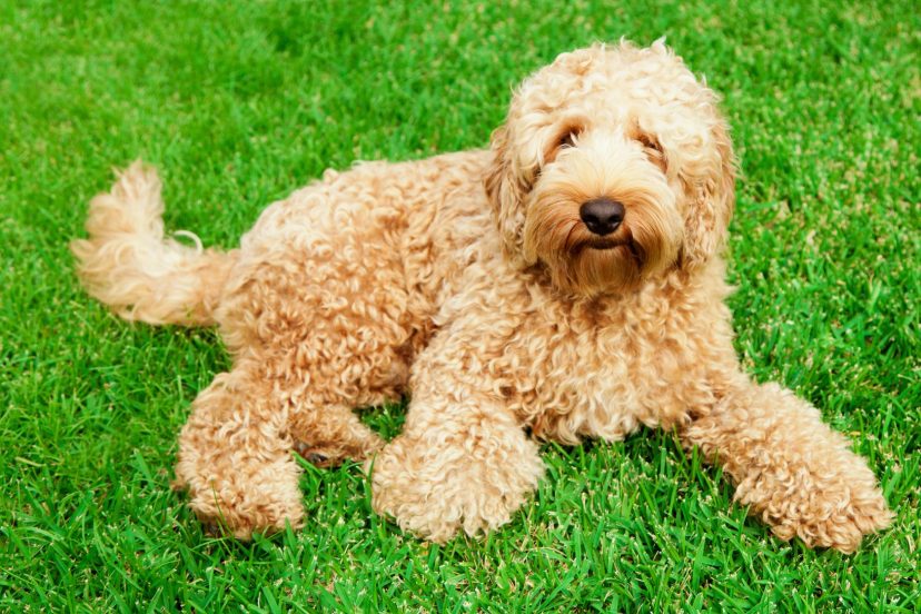 labradoodle groomers