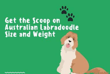 labradoodle size and weight