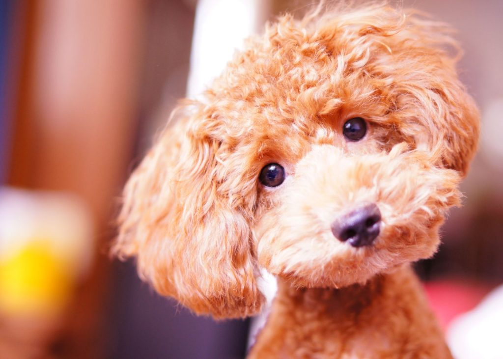 How to identify a Poodle puppy?