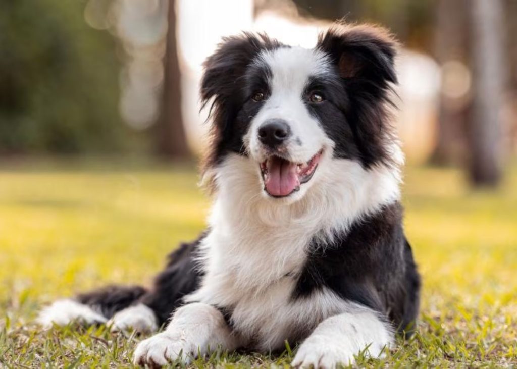 Border Collie - What is the Smartest dog