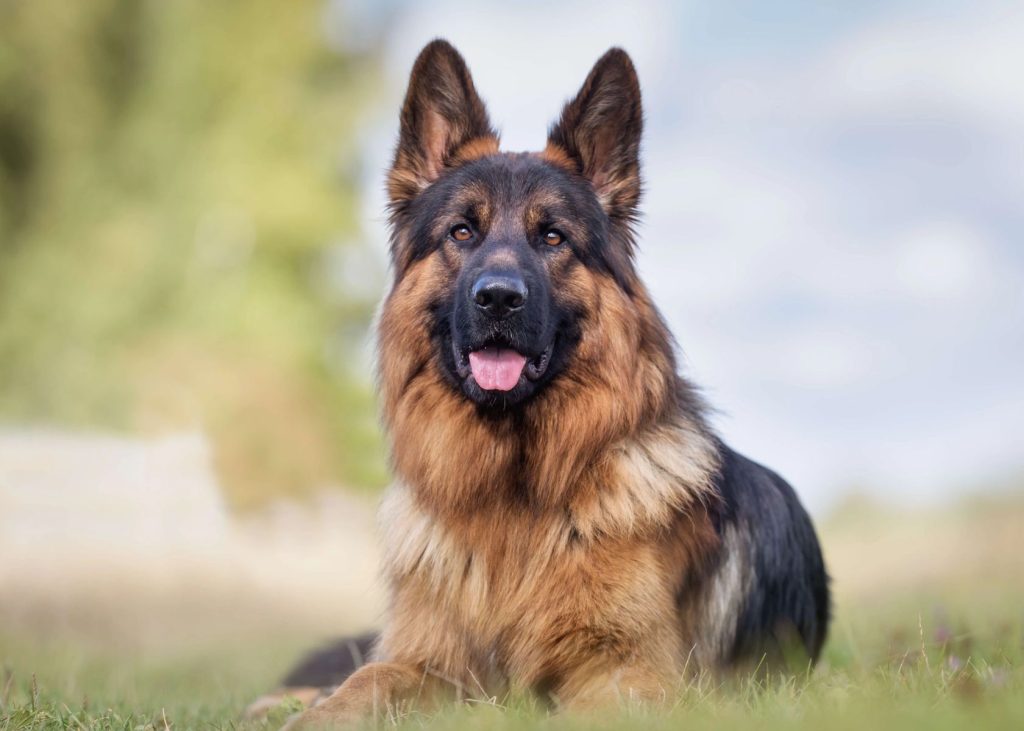German Shepherd - What is the Smartest dog