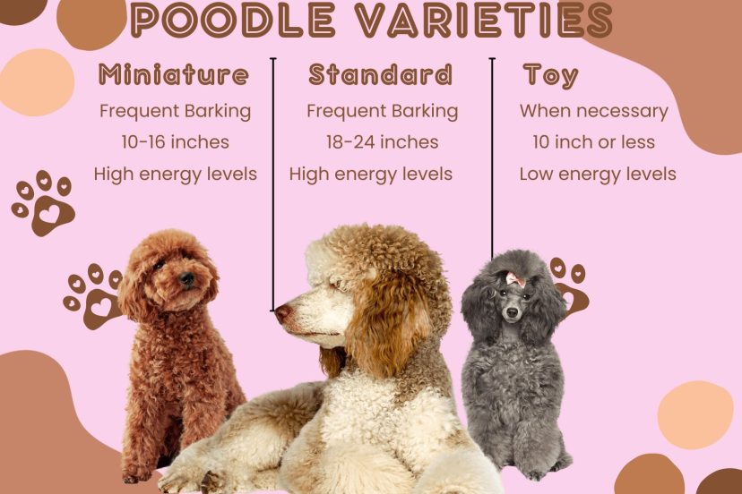 poodle varieties