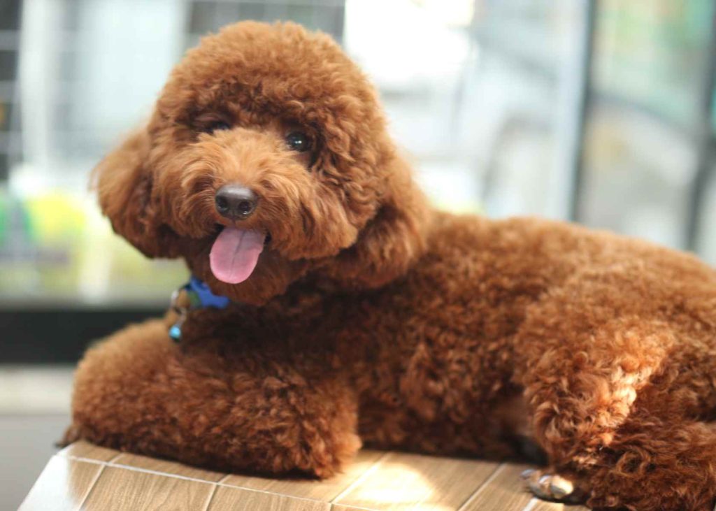 energetic and playful poodle