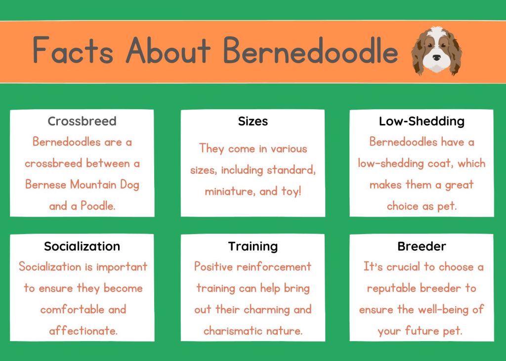bernedoodle facts