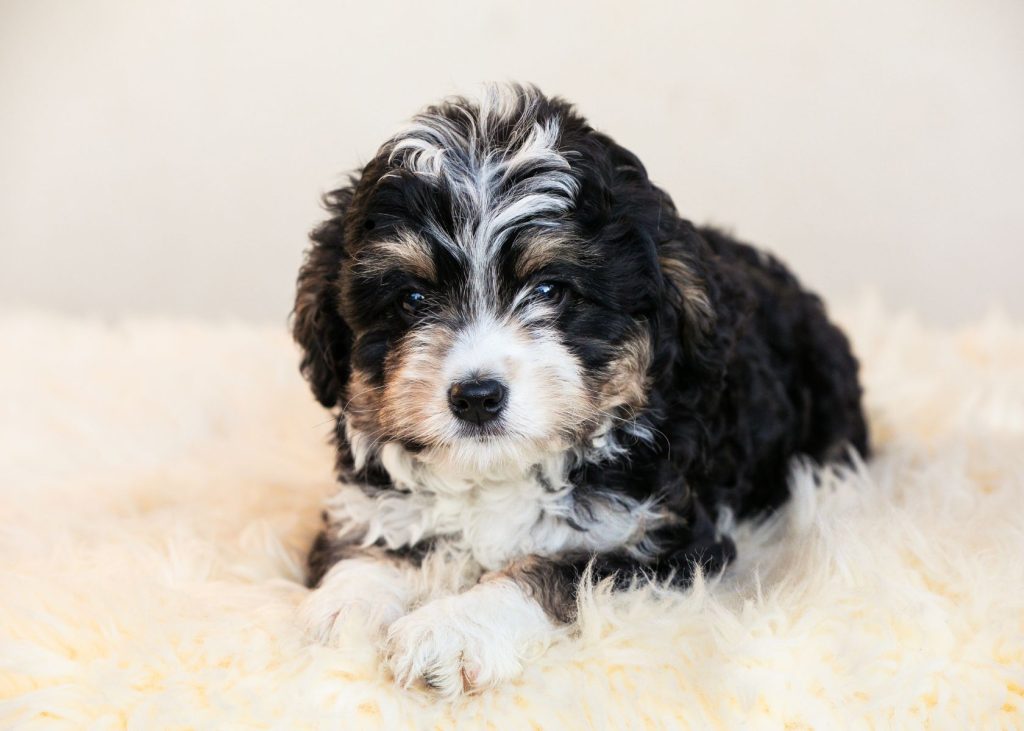 mini bernedoodle size