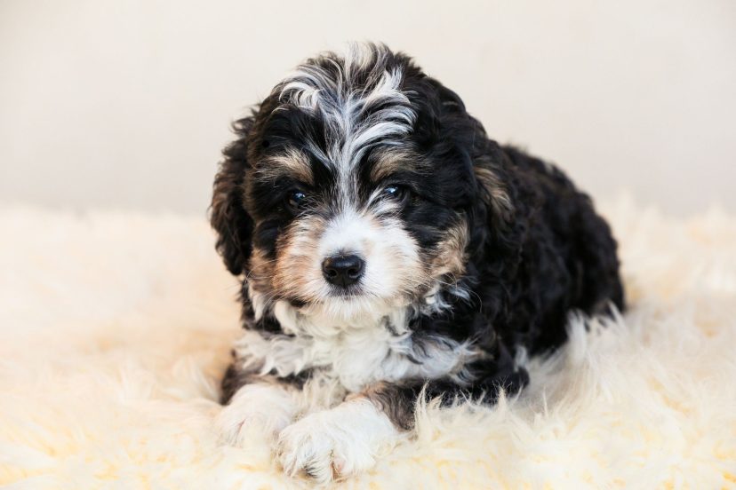 mini bernedoodle size