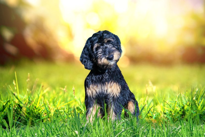 phantom bernedoodle