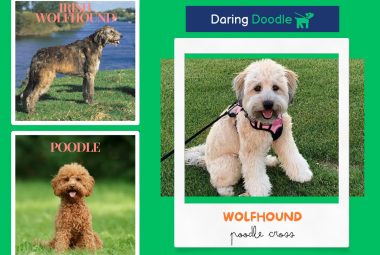 Wolfhound poodle cross