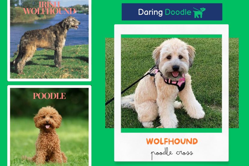 Wolfhound poodle cross