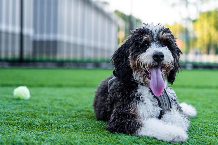 f1b bernedoodle