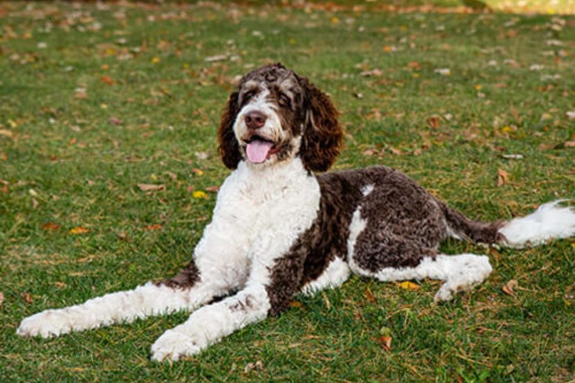 bernedoodle temperament