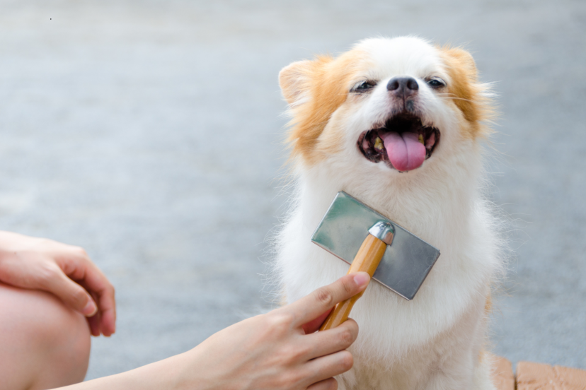 best dog brush for doodles