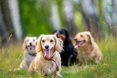 types of doodle dogs