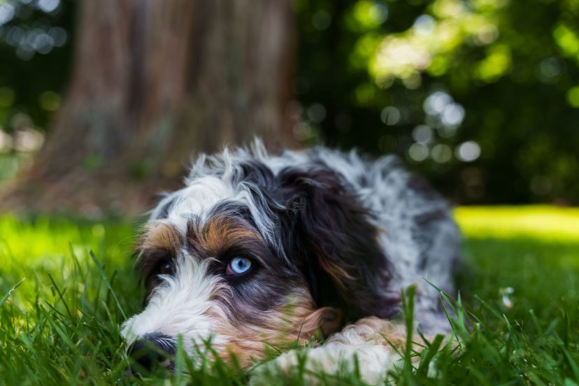 hypoallergenic bernedoodle (1)