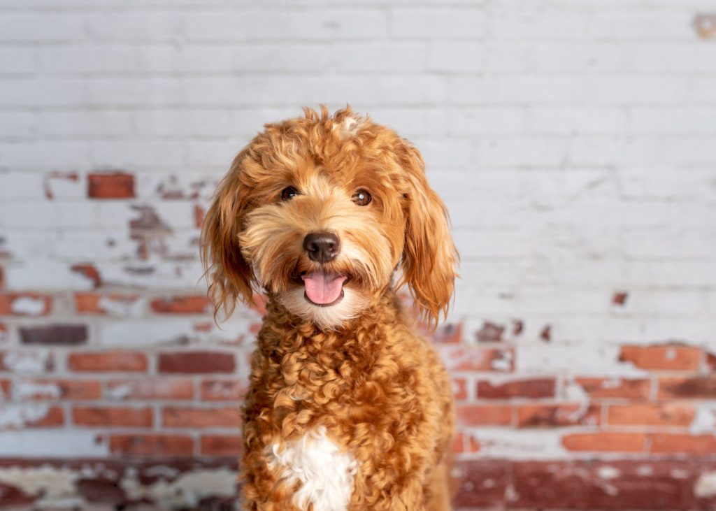 goldendoodle