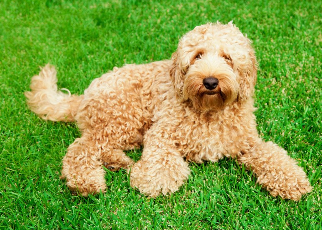 labradoodle