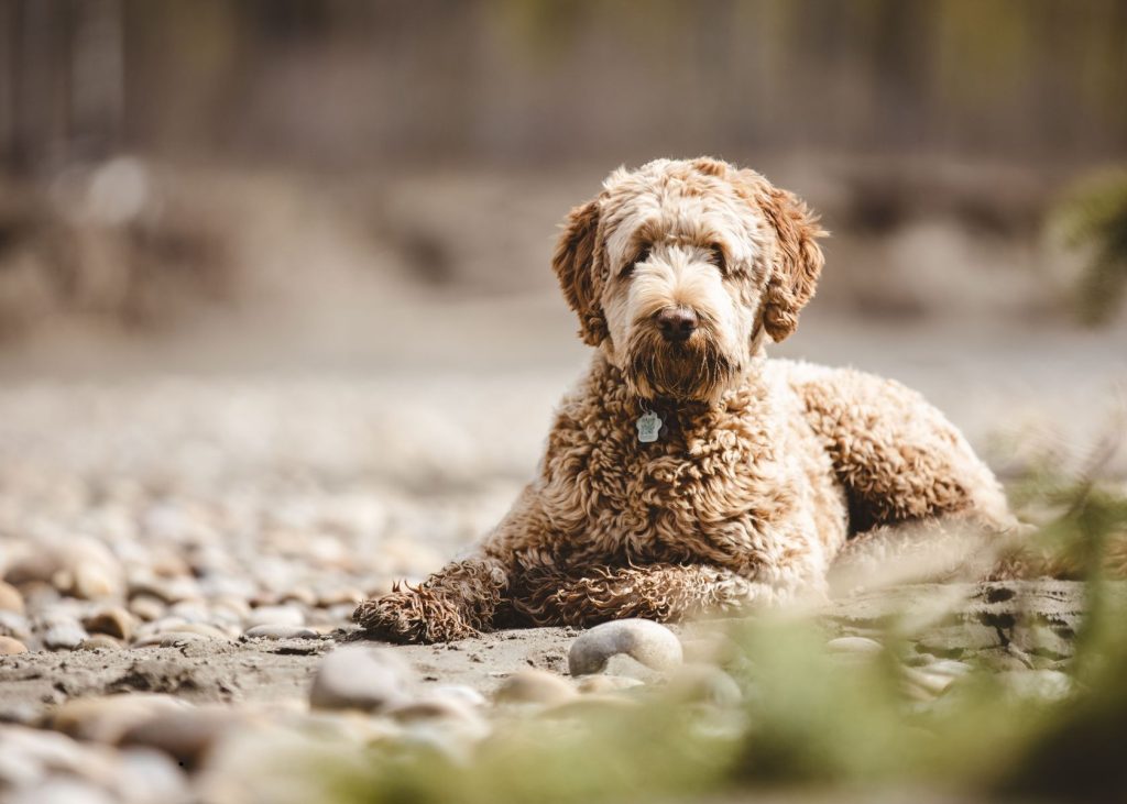 aussiedoodle