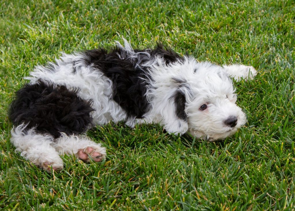 sheepadoodle