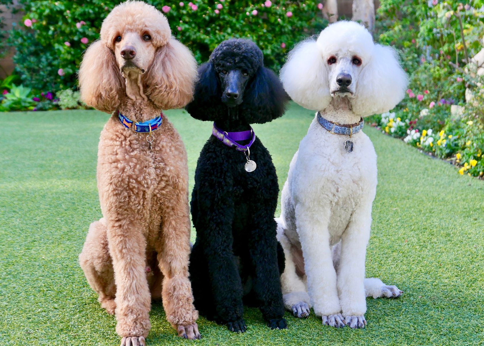 Poodle - What Dog Has the Highest IQ?