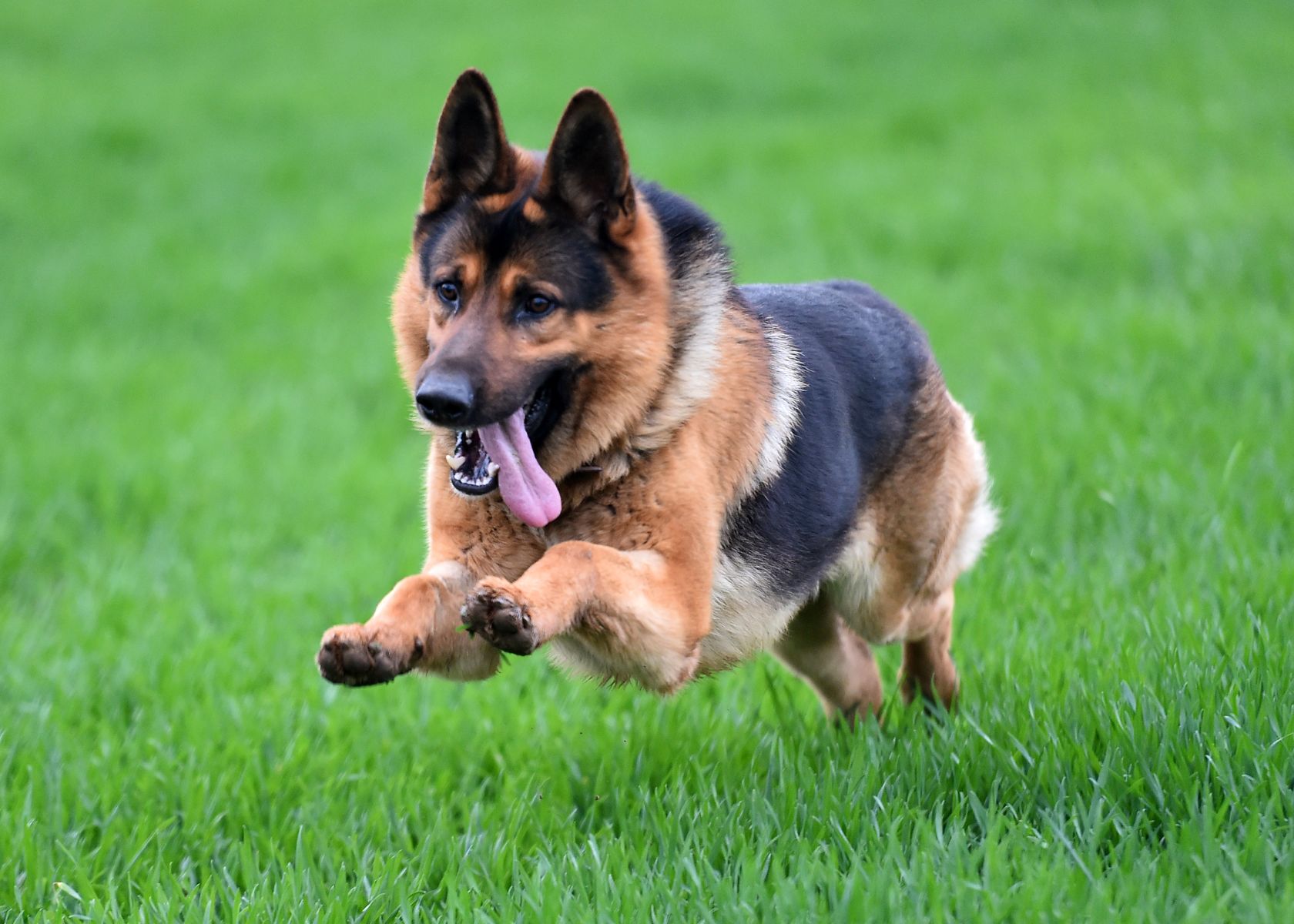 German Shephard - What Dog Has the Highest IQ?