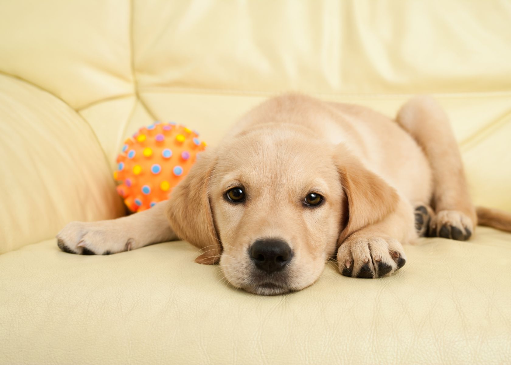 Labrador Retrievers