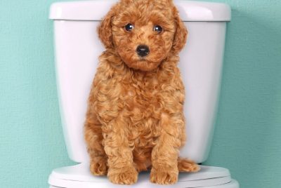 How to Potty Train a Goldendoodle