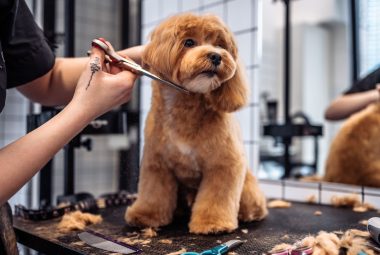 doodle dog haircuts