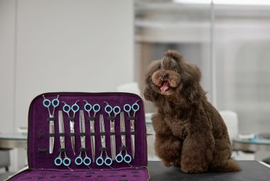 best dog grooming kit for doodles