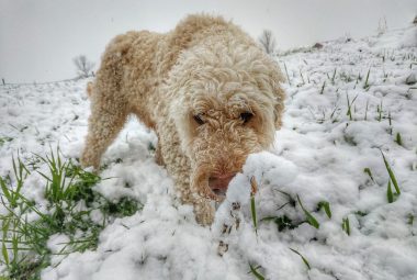 do goldendoodles like snow