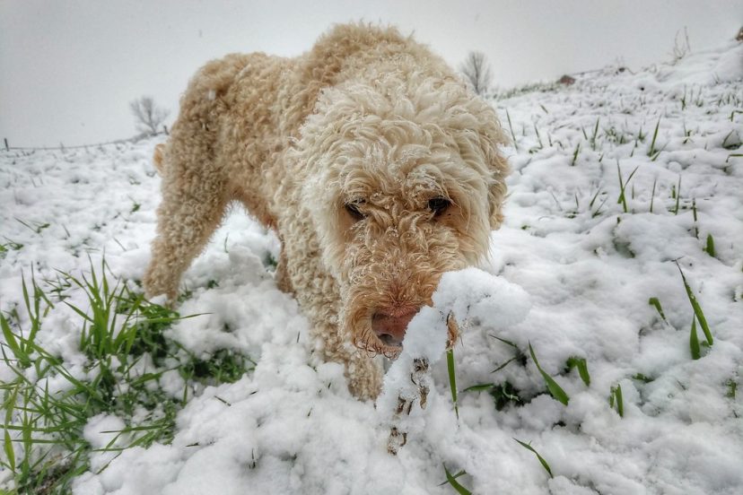 do goldendoodles like snow