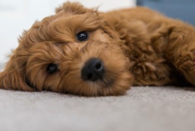 Do Goldendoodles Have Human Hair?