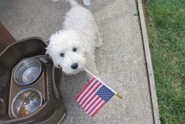 Should I Get a Goldendoodle?