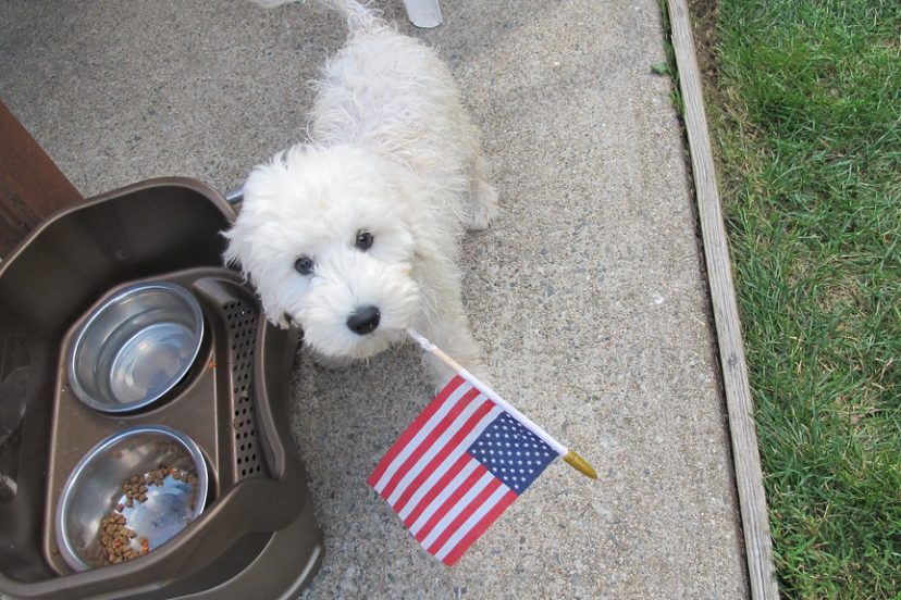 Should I Get a Goldendoodle?