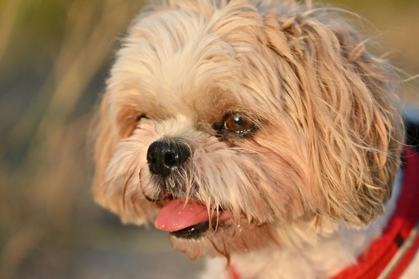 How to Stop Dog Barking in Seconds