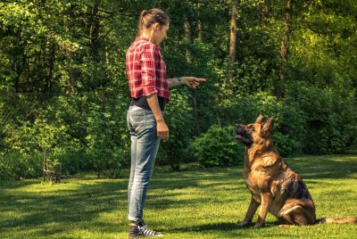 how to train a dog to sit