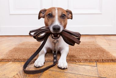 how to leash train a dog