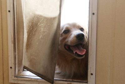 how to train dog to use pet door