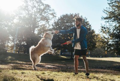 how to train a dog not to jump​