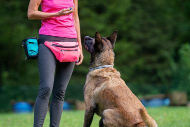 how long do remote dog trainer collars stay charged​