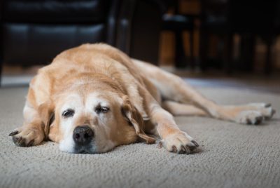 tips on dealing with old dog incontinence