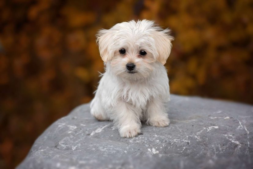 what dog breeds are hypoallergenic