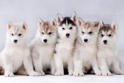 Can Huskies Get Along With Other Dogs of Different Breeds