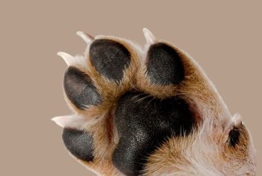 What Dog Breeds Have Webbed Feet