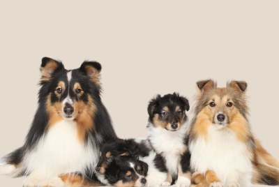 what are the most intelligent breeds of dogs