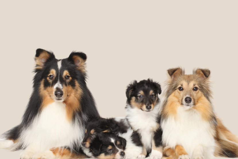 what are the most intelligent breeds of dogs